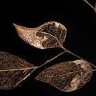 Decaying leaf