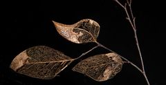 Decaying leaf