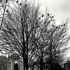 December-Crows