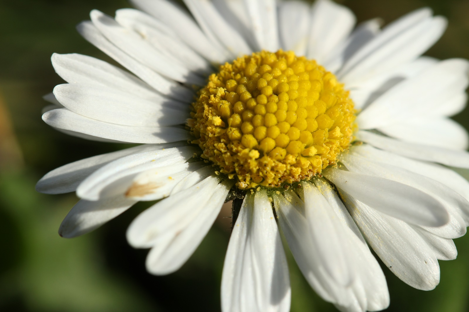 December Daisy