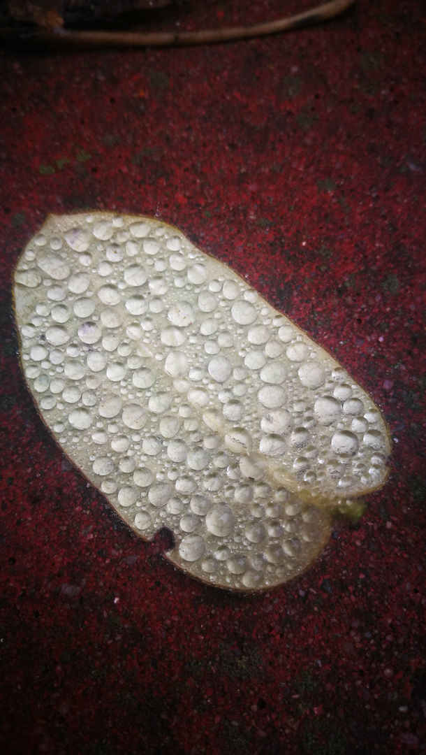 December Leaf