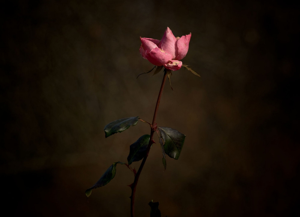 December rose