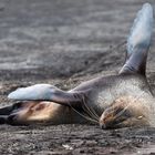 Deception Island - Last Place - Lost Place -  Bartrobbe