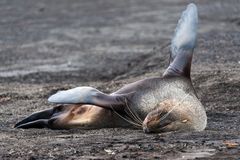 Deception Island - Last Place - Lost Place -  Bartrobbe