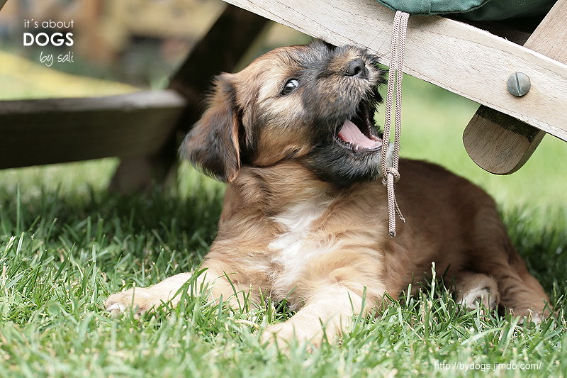 Deckchair-DOGchair