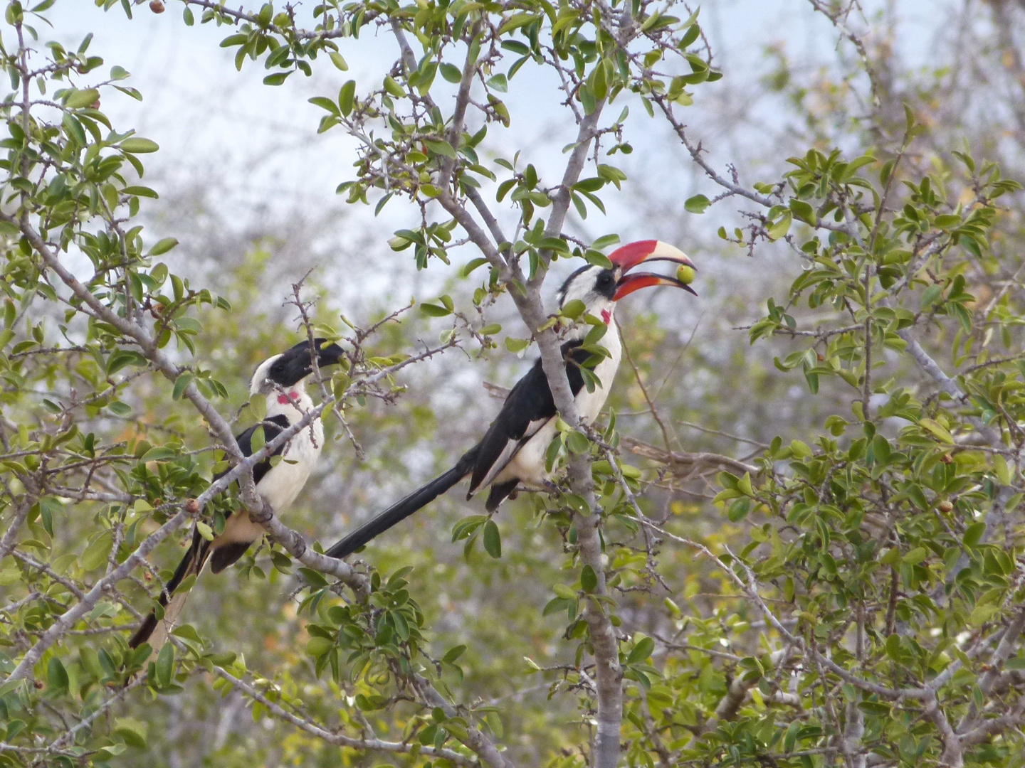 Decken-Toko im Tsavo West.