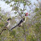 Decken-Toko im Tsavo West.