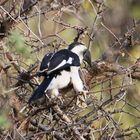 Decken-Toko - Weibchen in weiter Enfernung