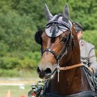 Deckhengst Flores Dream; Eignungsprüfung für Bundeschampionat Junger Fahrpferde 2010