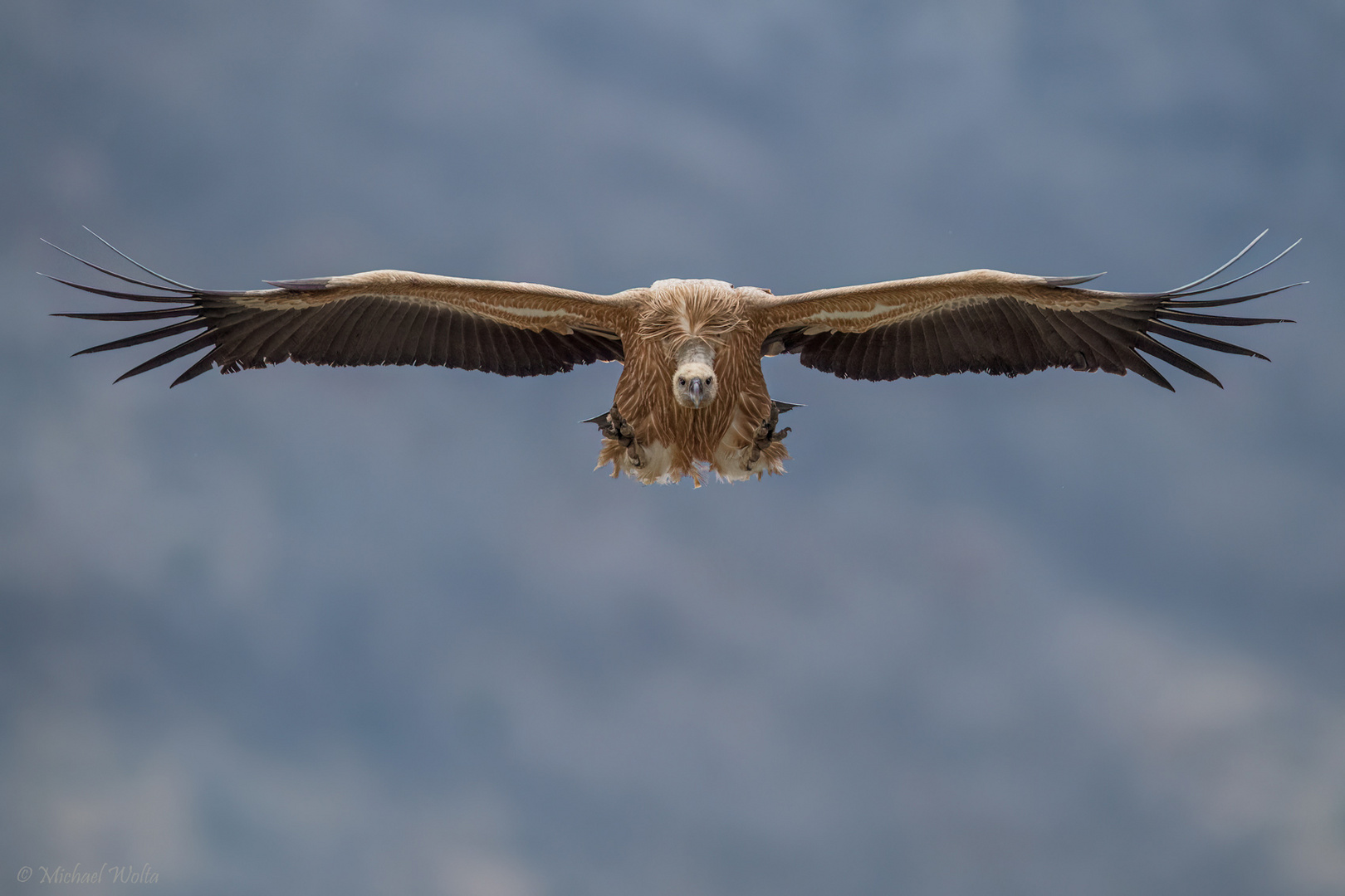 Deckung! Foto & Bild tiere, jahreszeiten, winter Bilder auf