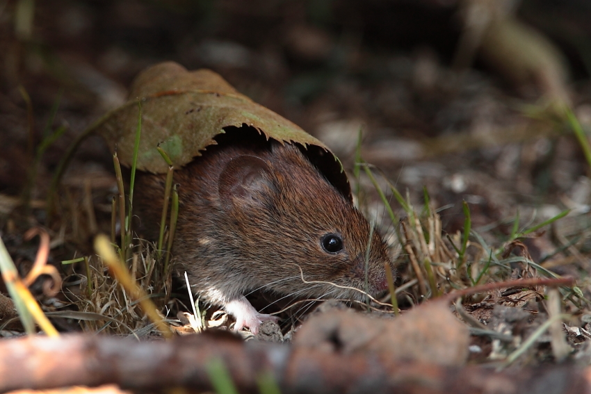 Deckung ist wichtig! Dettingen a.d.Erms, Biosphärengebiet schw. Alb