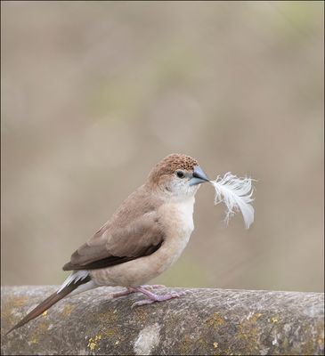 Déclaration d'amour