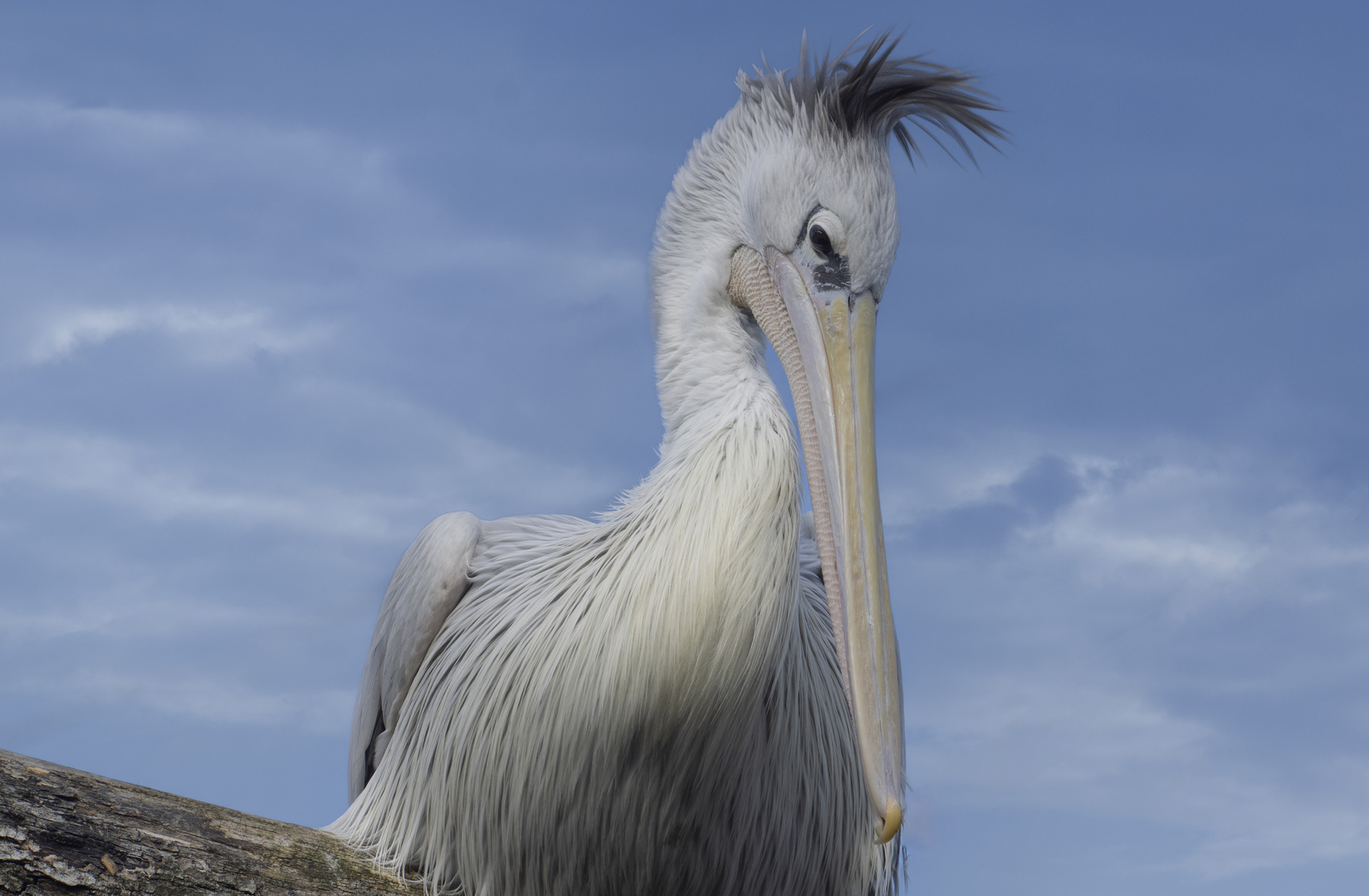 Décoiffé ! (Pelecanus onocrotalus, pélican blanc)