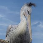 Décoiffé ! (Pelecanus onocrotalus, pélican blanc)