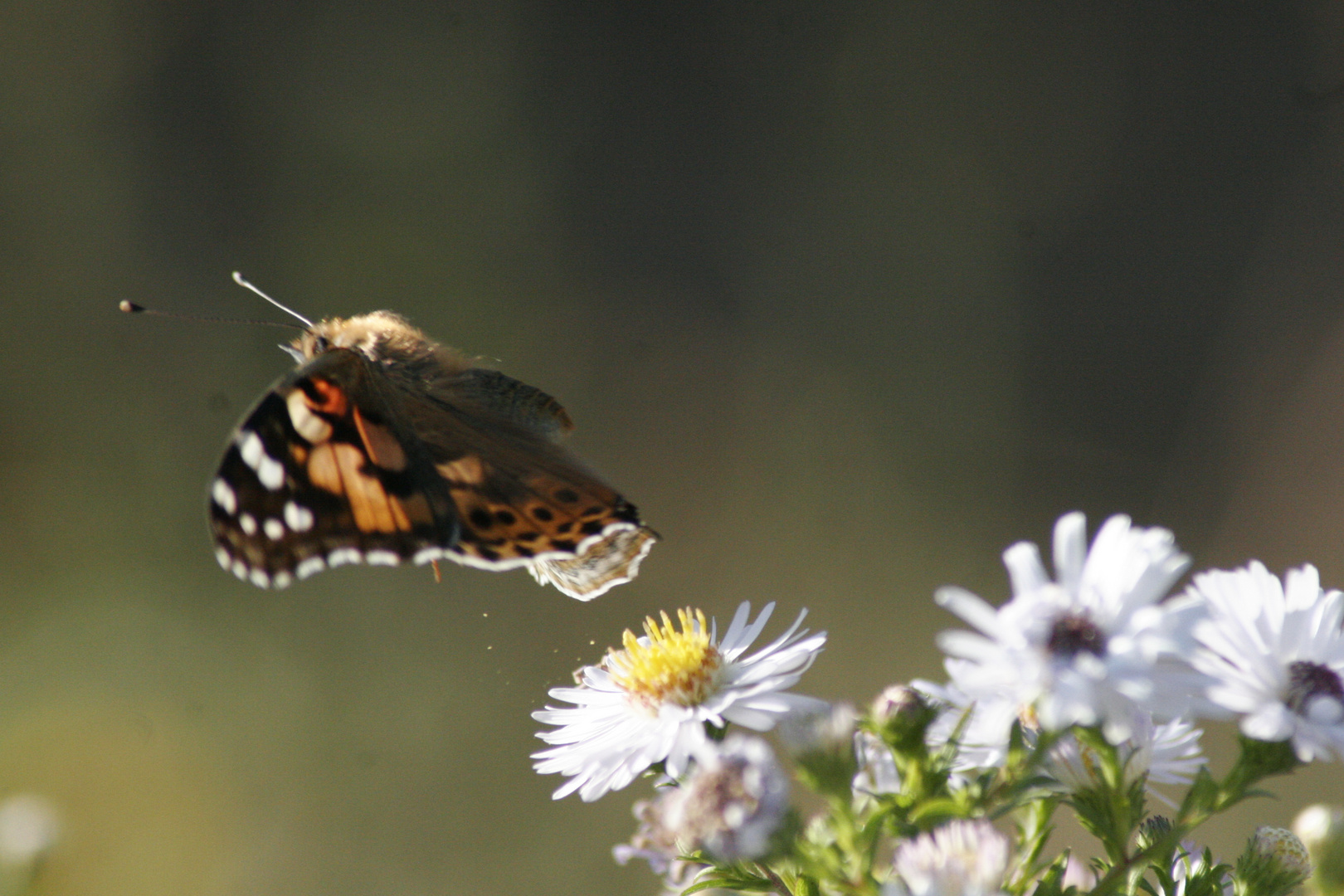 décolage papillon