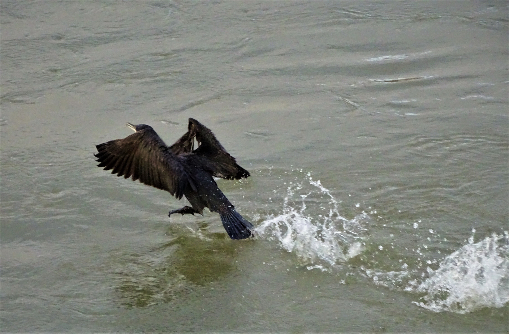 Décollage du Cormoran