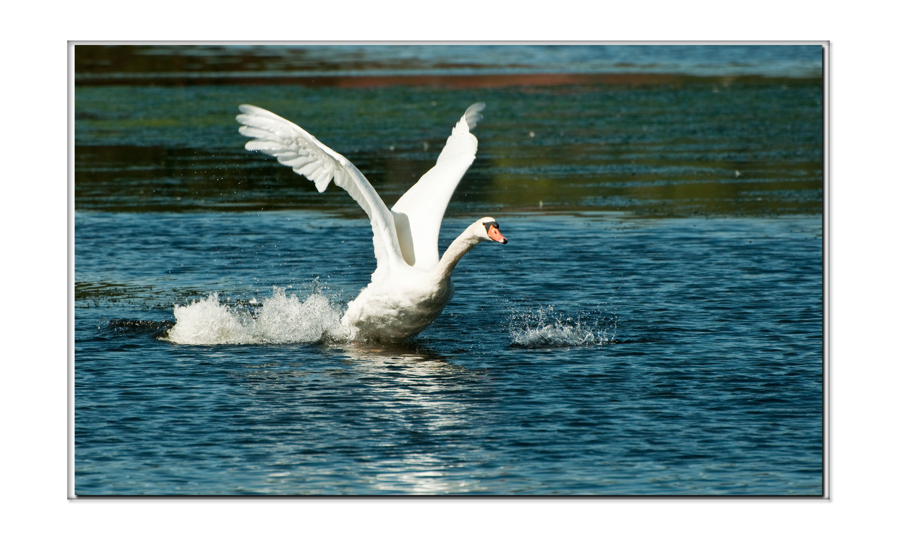 Décollage du Cygne.