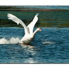 Décollage du Cygne.