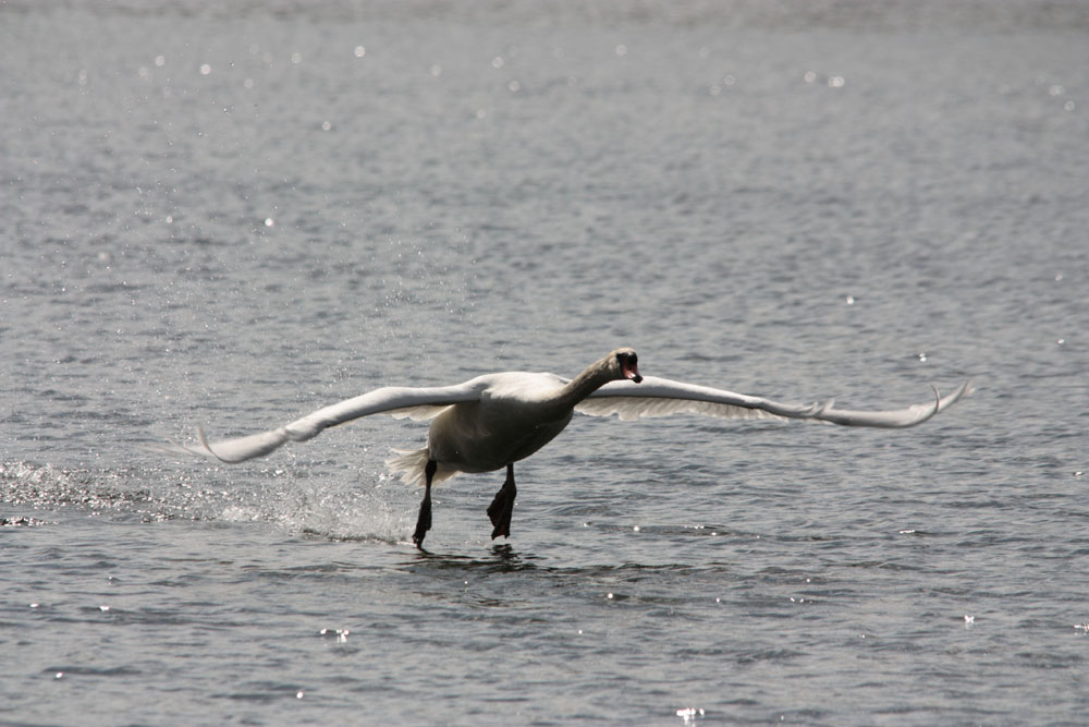 Décollage d'un cygne