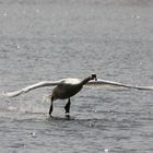 Décollage d'un cygne