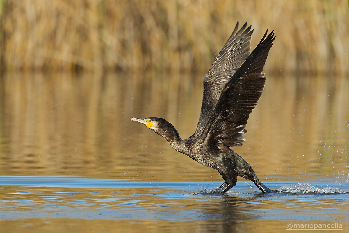 Decollo del Cormorano