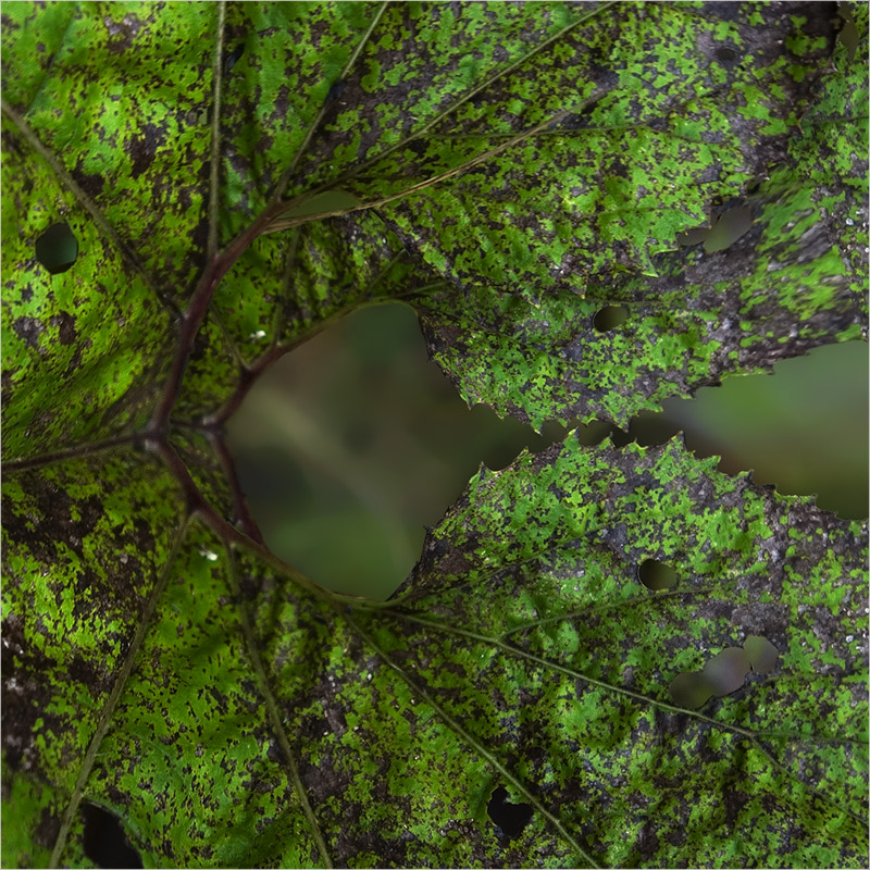 decomposition of chlorophyll