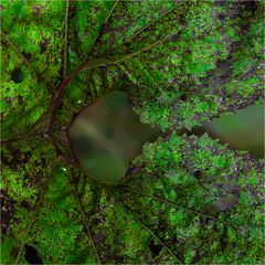 decomposition of chlorophyll