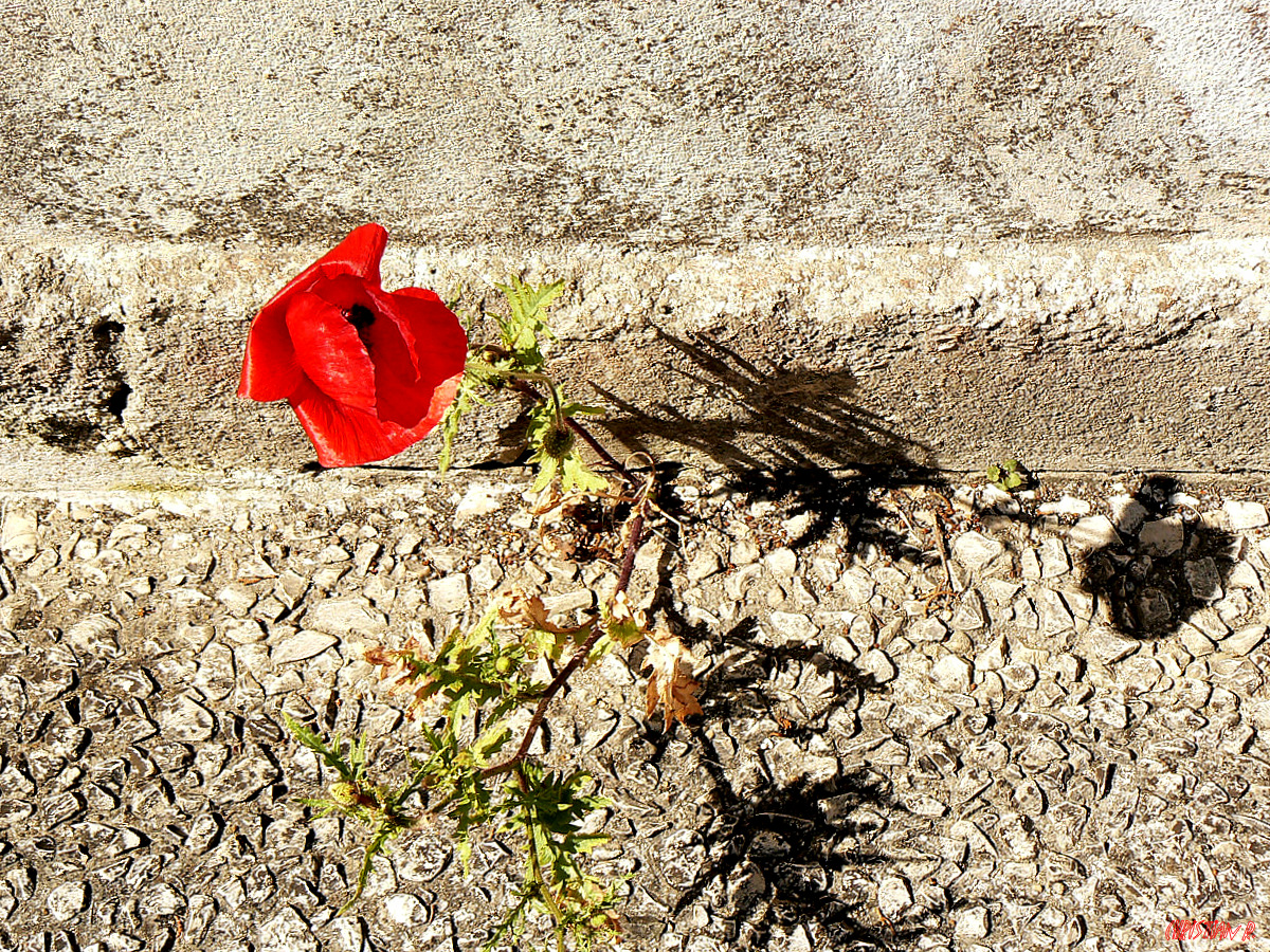 Déconfinée, la nature est...