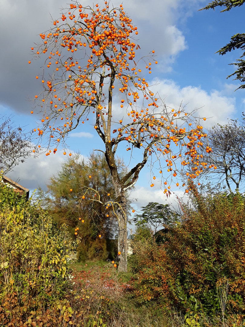 décor d'automne