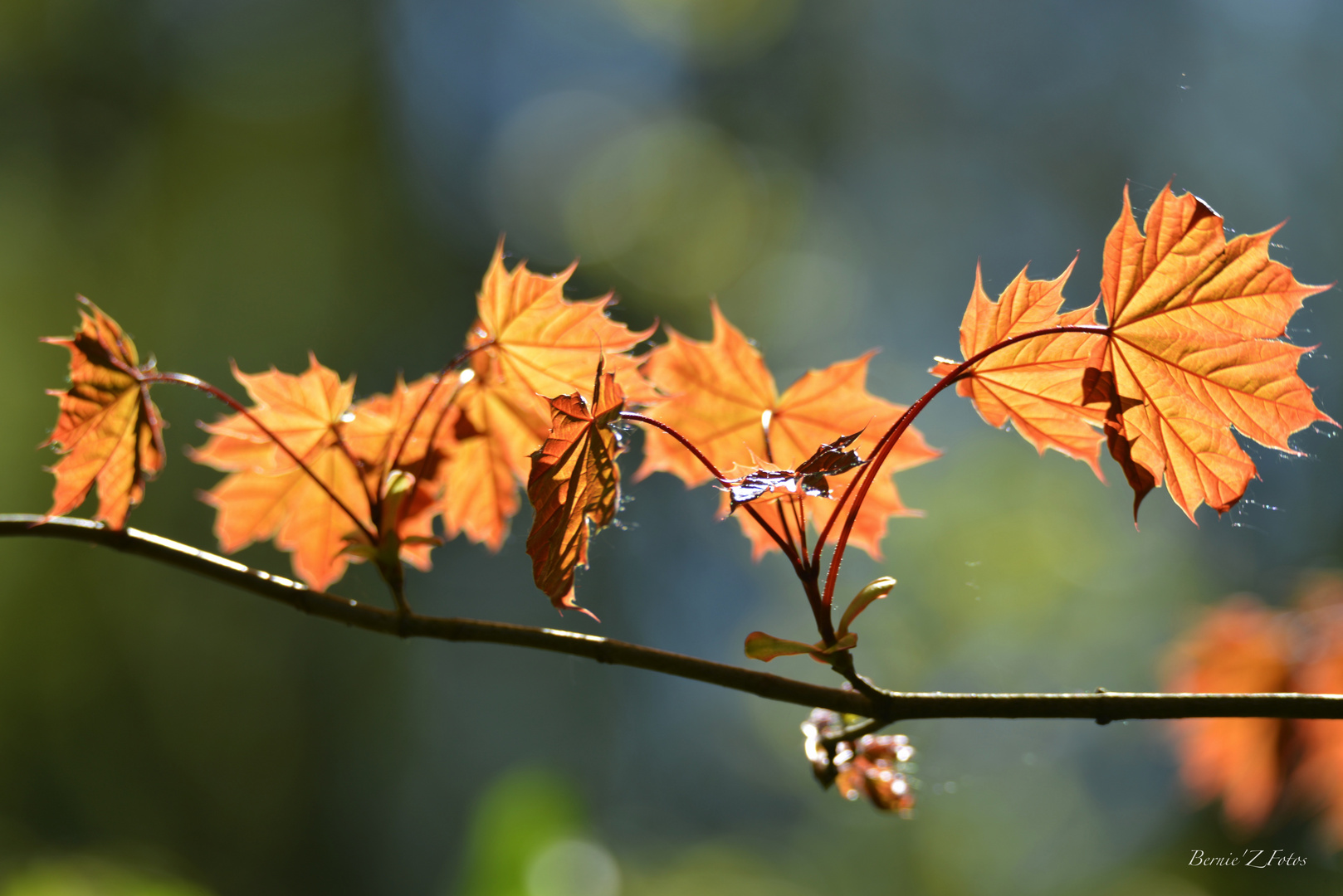 décor naturel