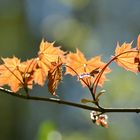 décor naturel