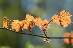 décor naturel