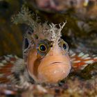 Decorated Warbonnet