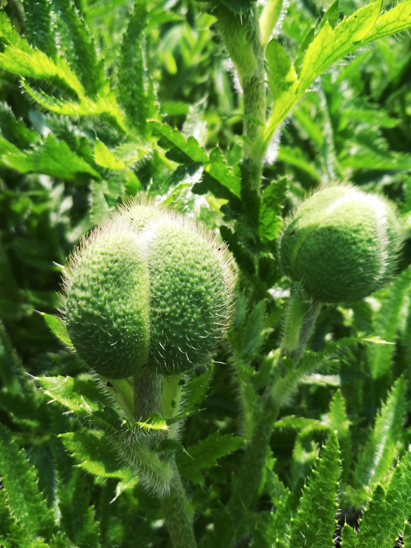 Decoration poppies