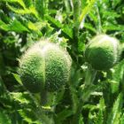 Decoration poppies