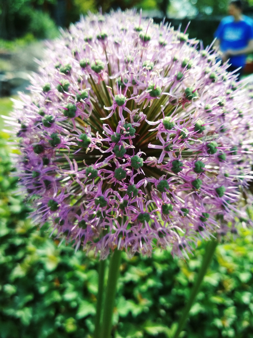 Decorative garlic 