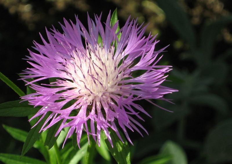 Decorative Thistle