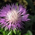 Decorative Thistle