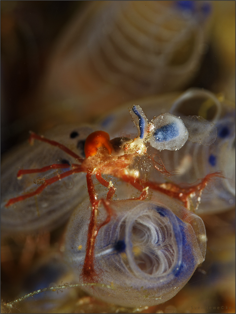 decorator crab