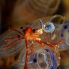 decorator crab