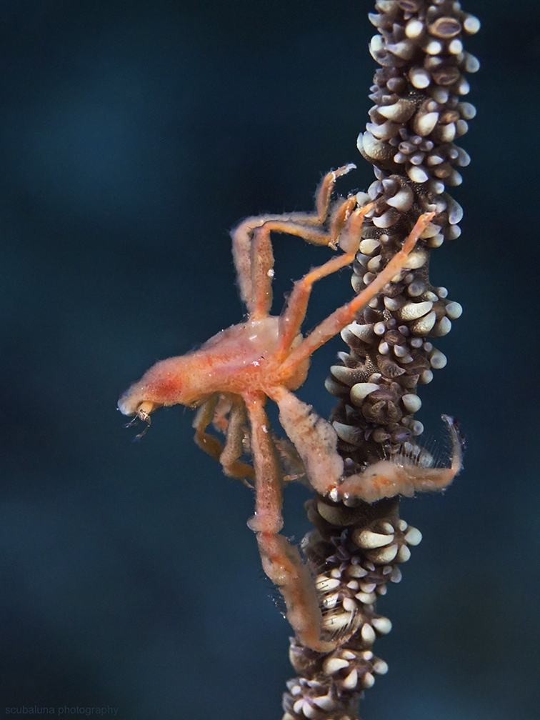 Decorator  Crab