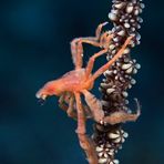 Decorator  Crab