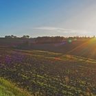 Décorer le paysage avec « flares »