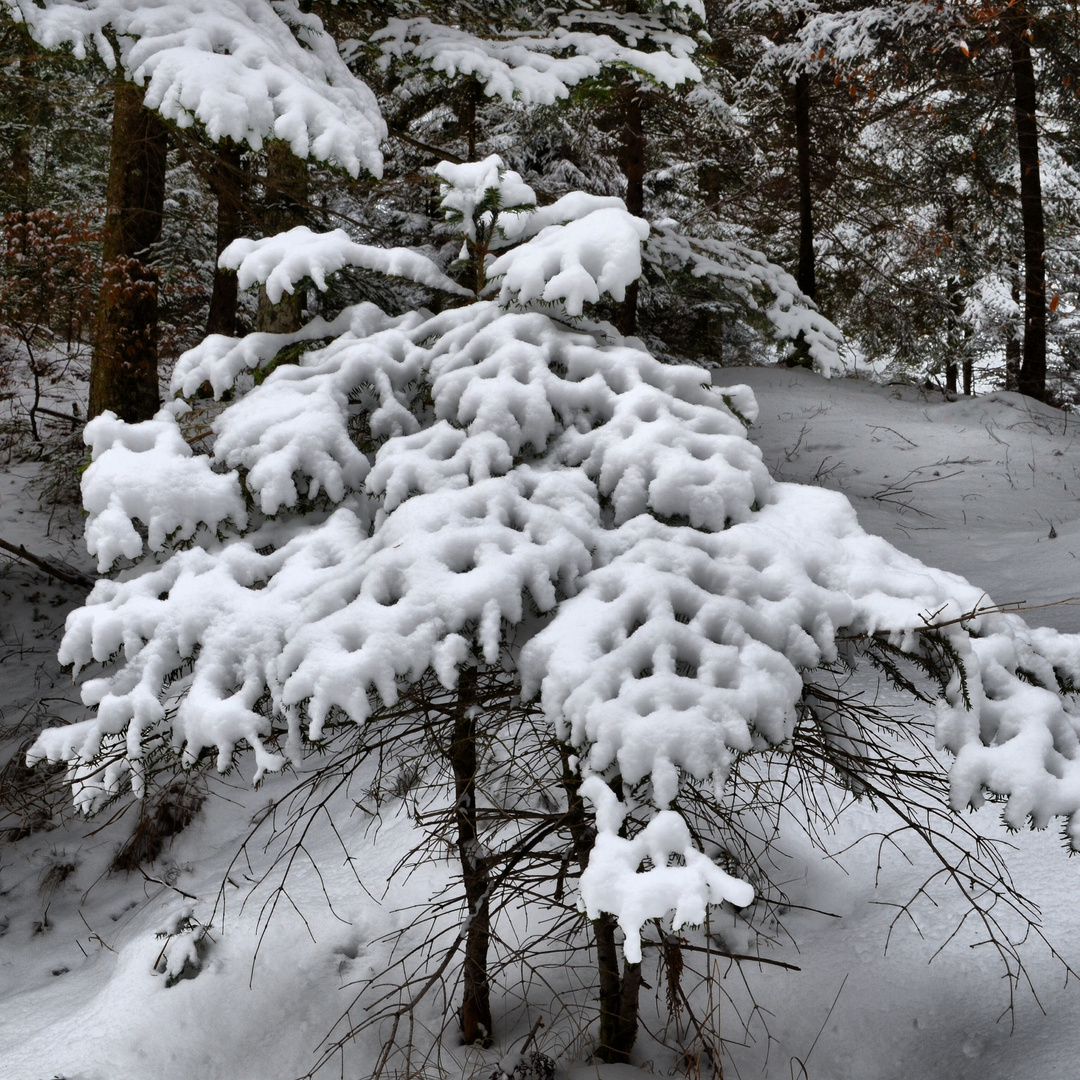 Decoupage invernale