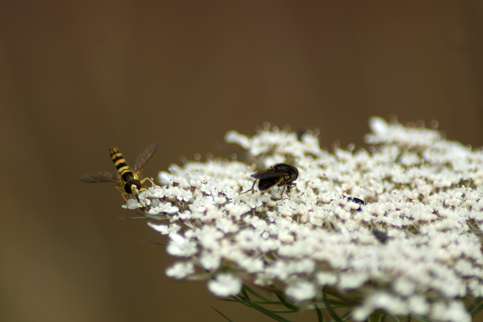 Découverte d'une fleur