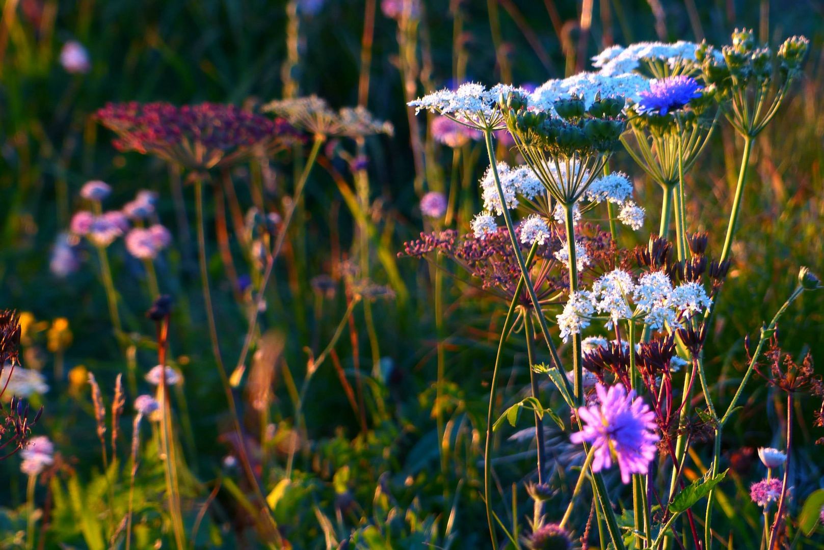 Découvertes alpines