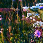 Découvertes alpines