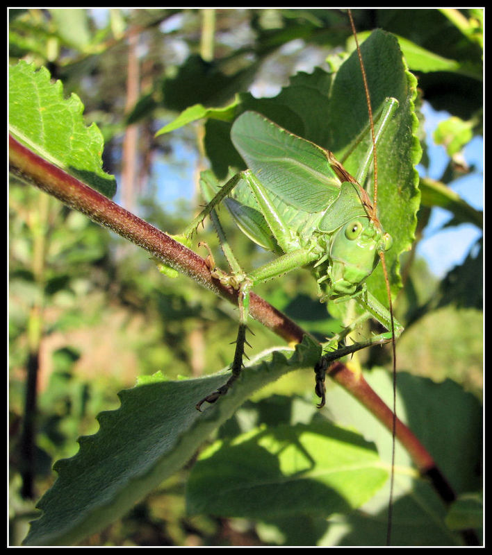 Decticus verrucivorus