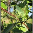 Decticus verrucivorus