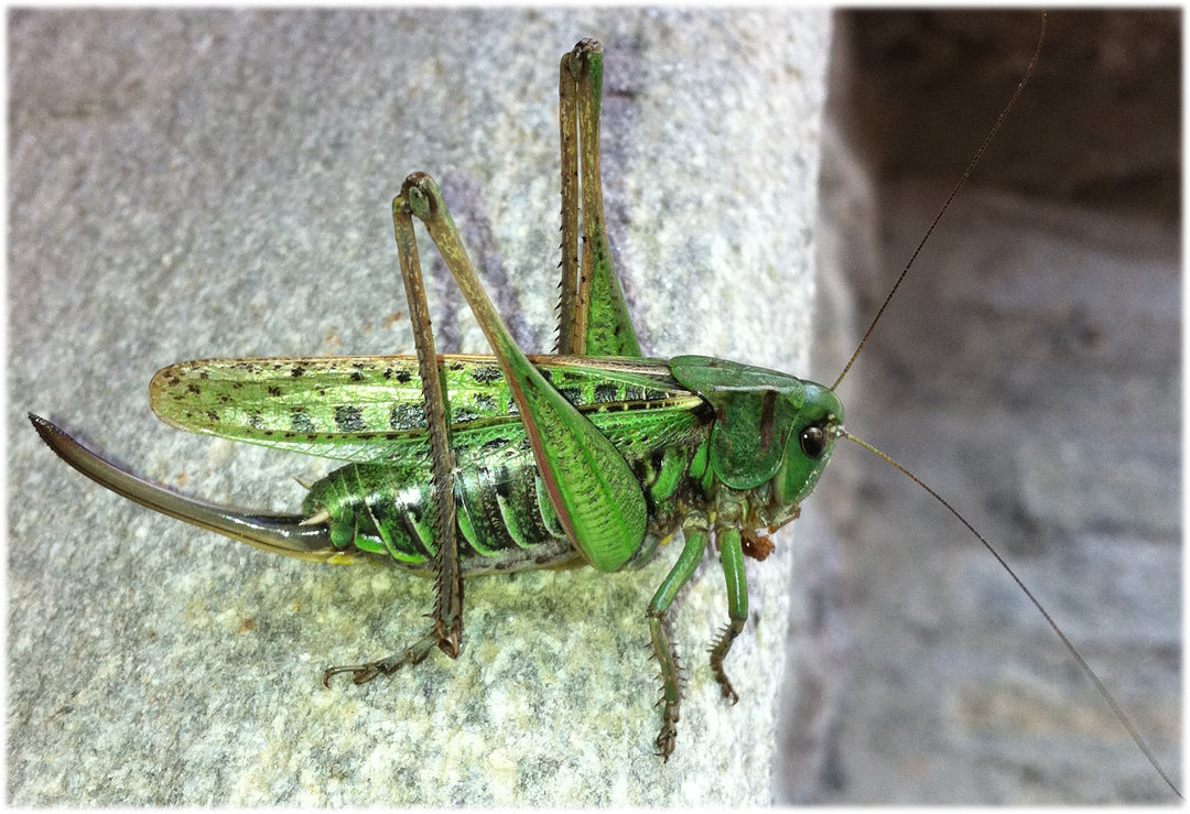 Decticus verrucivorus